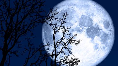 Leuchtender Vollmond steht hinter einem Baum am Himmel - Foto: Chayanan / iStock