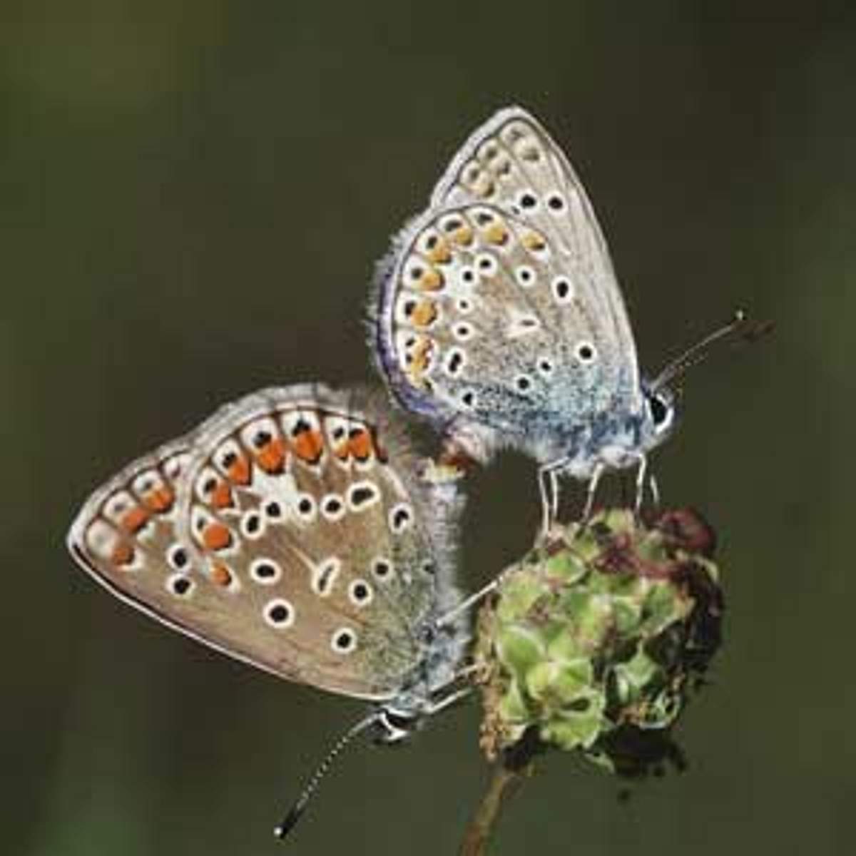 schmetterling q