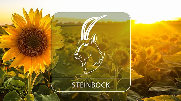 Das große Sommer-Horoskop 2024: Die besten Tage für das Sternzeichen Steinbock - Foto: Collage mit GoodLifeStudio / iStock und Astrowoche.de