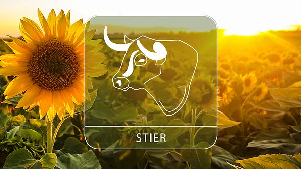 Das große Sommer-Horoskop 2024: Die besten Tage für das Sternzeichen Stier - Foto: Collage mit GoodLifeStudio / iStock und Astrowoche.de