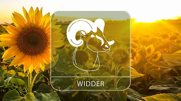 Das große Sommer-Horoskop 2024: Die besten Tage für das Sternzeichen Widder - Foto: Collage mit GoodLifeStudio / iStock und Astrowoche.de