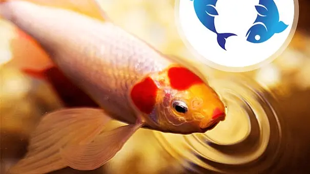 Die Eigenschaften der Fische - Foto: iStock Die Eigenschaften der Fische - Foto: iStock