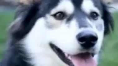 Prothesen aus dem 3D-Drucker: Dieser Hund kann jetzt wieder laufen