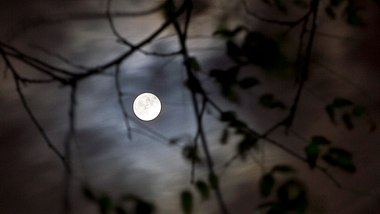 Vollmond bei Nacht - Foto: Gogosvm/iStock