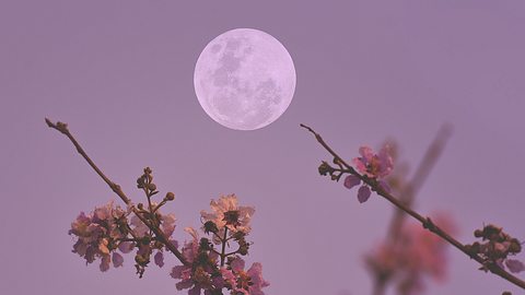 Vollmond am Himmel mit blühenden Ästen im Vordergrund - Foto: iStock/Onkamon Buasorn