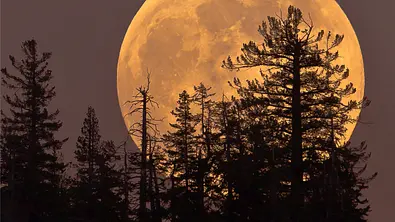 Vollmond hinter Bäumen - Foto: iStock/pjsells