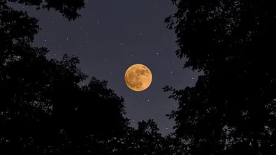 Blick auf den Vollmond zwischen Baumkronen - Foto: kyoshino/iStock