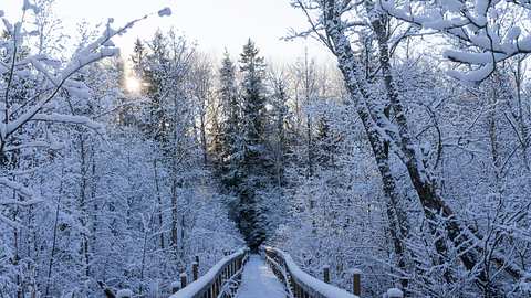 Weg führt durch eine verschneite Winterlandschaft - Foto: iStock/joachimbago