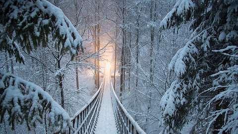 Hängebrücke im verschneiten Winterwald - Foto: Wirestock / iStock